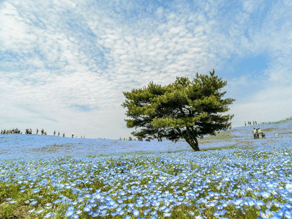 转作风、树观念、优环境、解难题——桂云花乡扎实推进美丽乡村建设活动