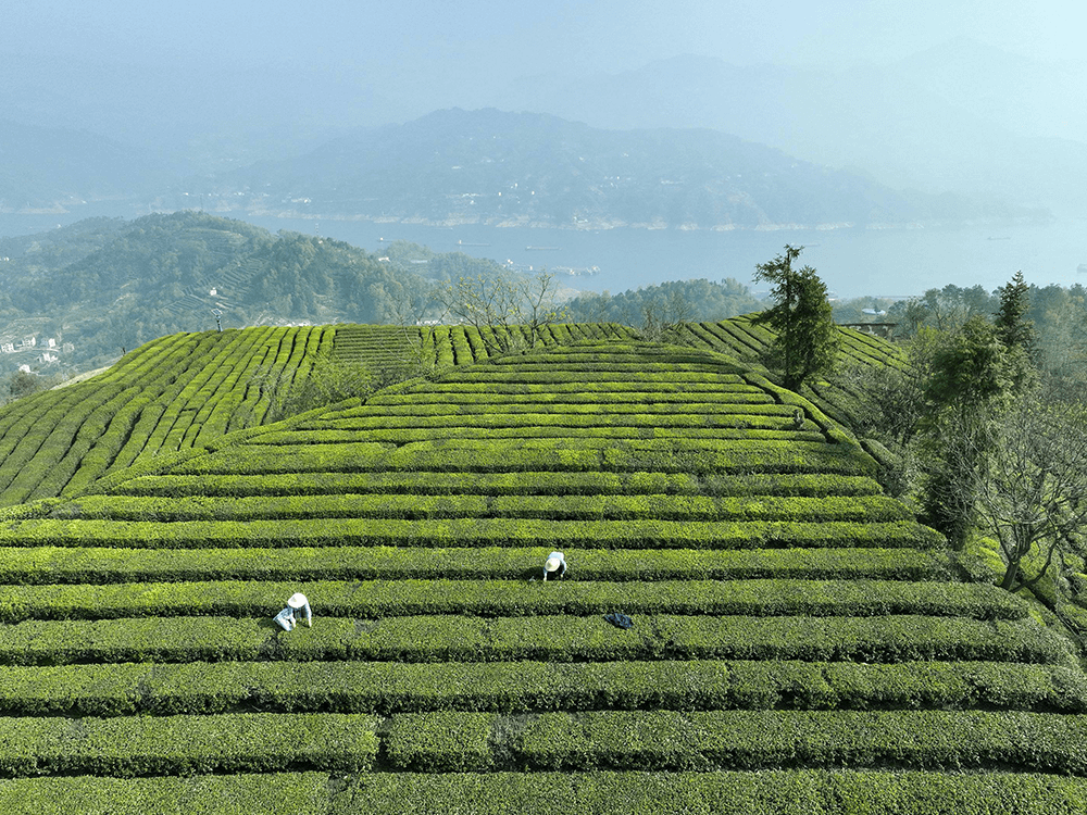 茅台支援北京生产的酒有哪些 哪些酒投放了北京公交车广告