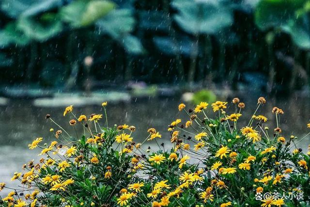 老话说“最怕初一雨淋淋” 为啥怕？农谚早有答案